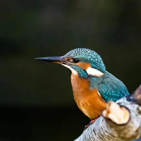 Ellie Mit Bootscharter Auf Der Mueritz Hohen Wangelin