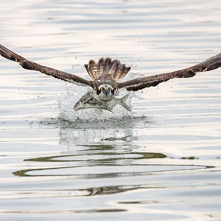 Ellie Mit Bootscharter Auf Der Mueritz Semesterbostad