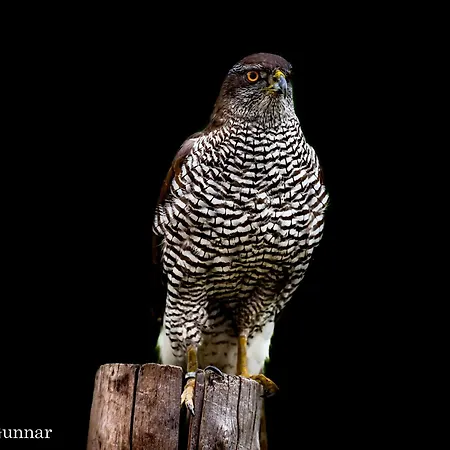 Ellie Mit Bootscharter Auf Der Mueritz Semesterbostad *