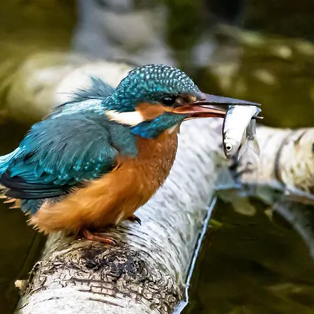 Ellie Mit Bootscharter Auf Der Mueritz * Hohen Wangelin