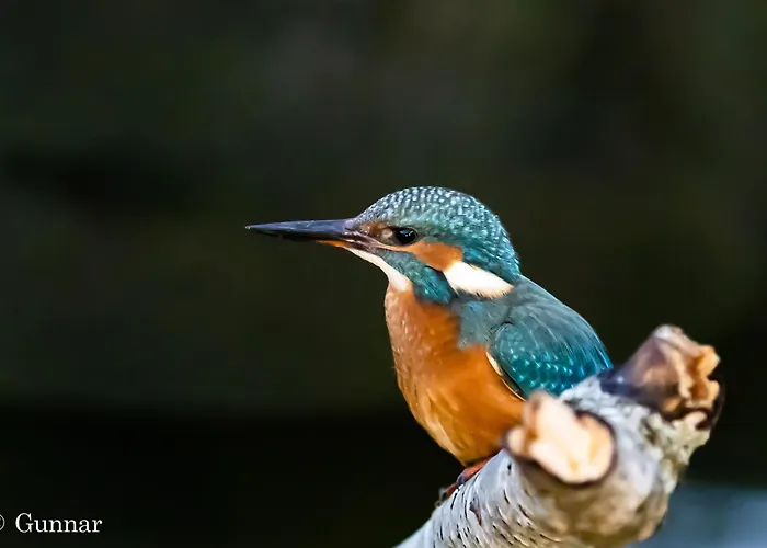 Ellie Mit Bootscharter Auf Der Müritz Hohen Wangelin