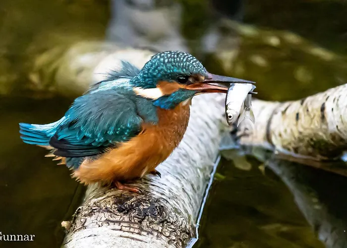 Ellie Mit Bootscharter Auf Der Müritz * Hohen Wangelin